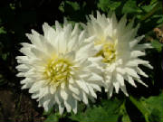 dahlia-decorative-two-white-flowers.jpg