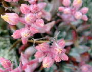 pinky-flowers.jpg